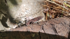Anolis mccraniei