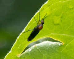Dilophus spinipes