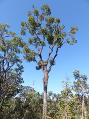 Qualea