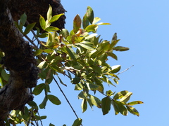 Qualea