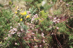 Cuscuta epithymum