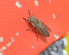 Tabanus quatuornotatus