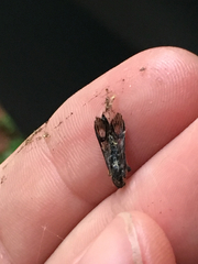 Sesiidae