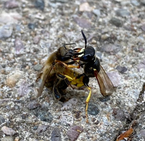 European beewolf, Asten, photo 3 of 10