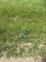 Asclepias ovalifolia