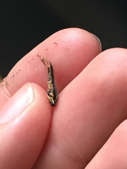 Sesiidae