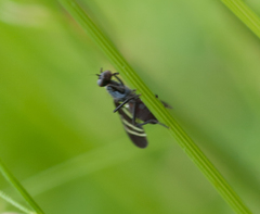 Tritoxa flexa