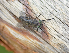 Tabanus quatuornotatus