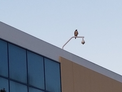 Buteo jamaicensis