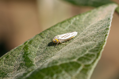 Graphocephala nigrifascia