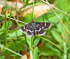 Pyrausta nigrata