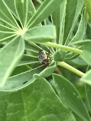 Adelphocoris rapidus