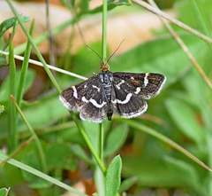 Pyrausta nigrata