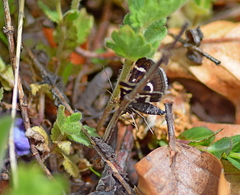 Pyrausta nigrata