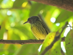 Todirostrum maculatum