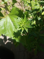 Eryngium foetidum