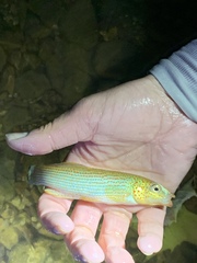 Fundulus catenatus