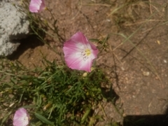 Convolvulus chinensis