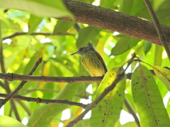 Todirostrum maculatum