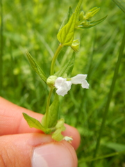 Scutellaria nervosa