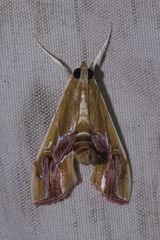 Agathodes ostentalis