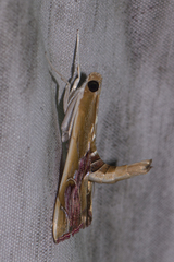 Agathodes ostentalis