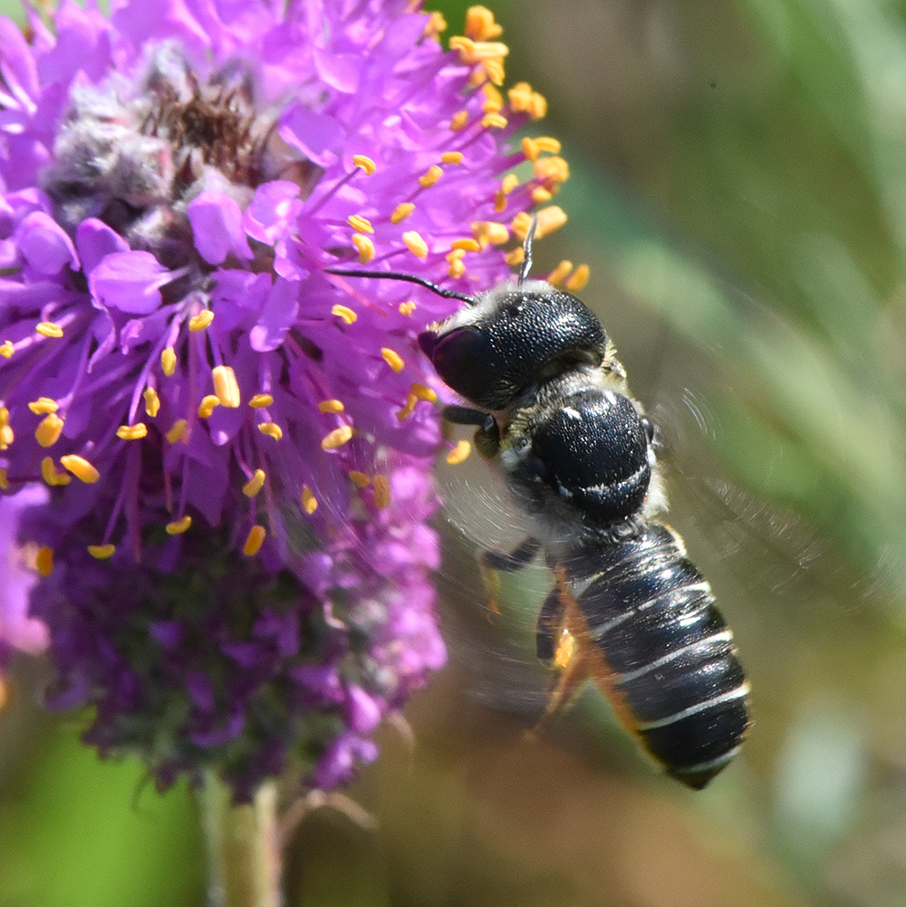 Megachile rugifrons