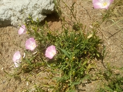 Convolvulus chinensis