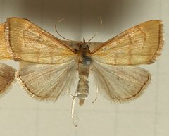 Anania crocealis