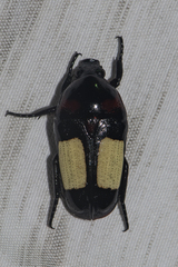 Dicheros bimacula