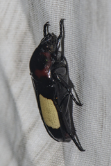 Dicheros bimacula