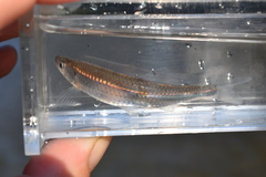 Notropis atherinoides