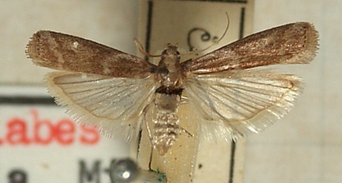 Christmas berry webworm