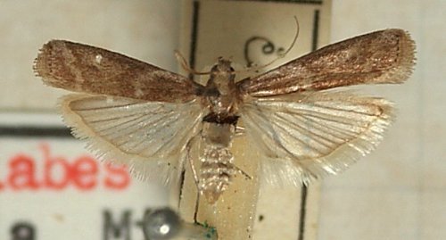 Christmas berry webworm