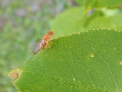 Brachyopa flavescens