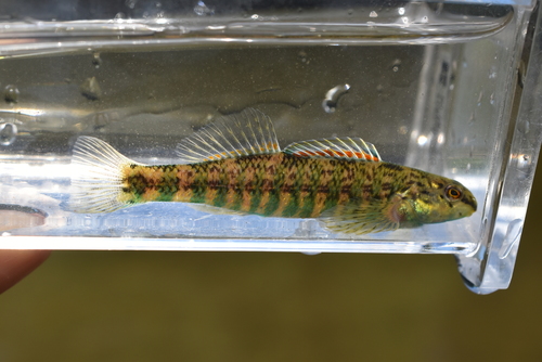 Banded Darter