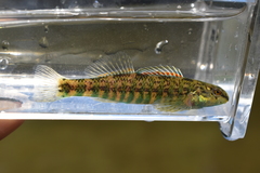 Banded Darter photo 3