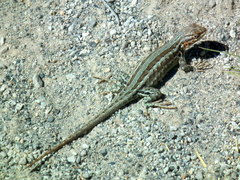 Sceloporus graciosus graciosus