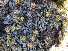 Eriogonum caespitosum