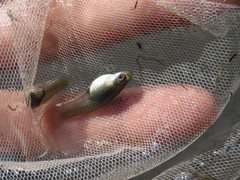 Poecilia reticulata