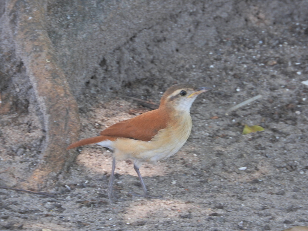 Lesser Hornero