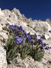 Polemonium eximium