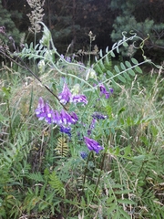 Vicia villosa villosa