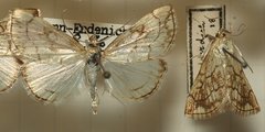 Evergestis straminalis