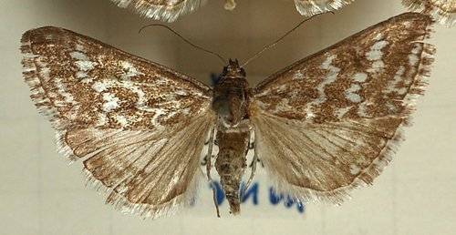 Evergestis frumentalis