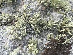 Ramalina siliquosa