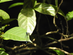 Esme mudiensis