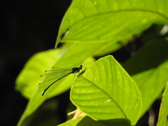 Esme mudiensis