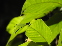 Esme mudiensis