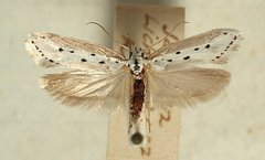 Ethmia terminella